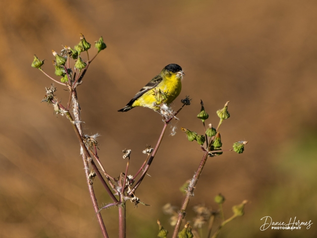 Lesser Goldfinch (Male)