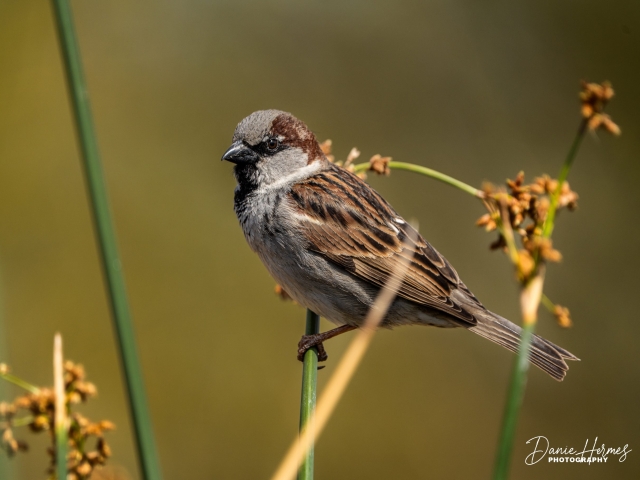 House Sparrow