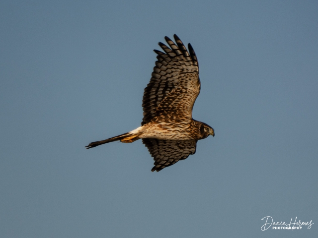 Northern Harrier