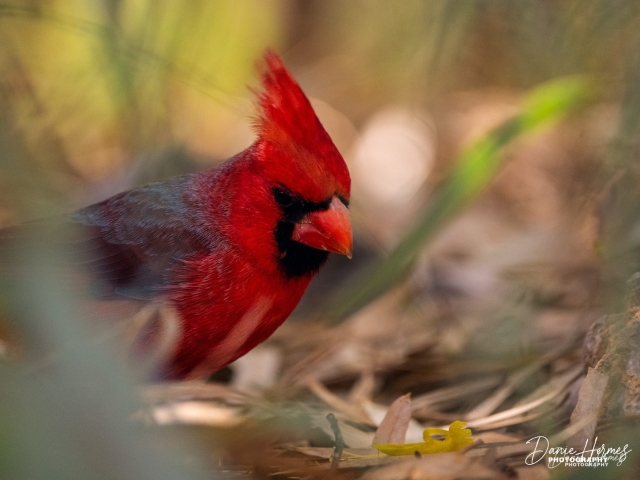 Northern Cardinal (Male)