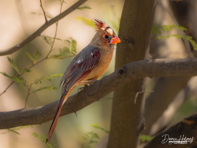 Northern Cardinal (Female)
