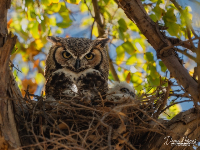 Great Horned Owl