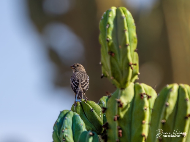 House Finch (Female)