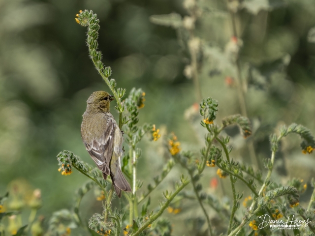 Lesser Goldfinch (Female)