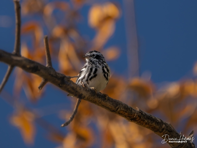 Black and White Warbler