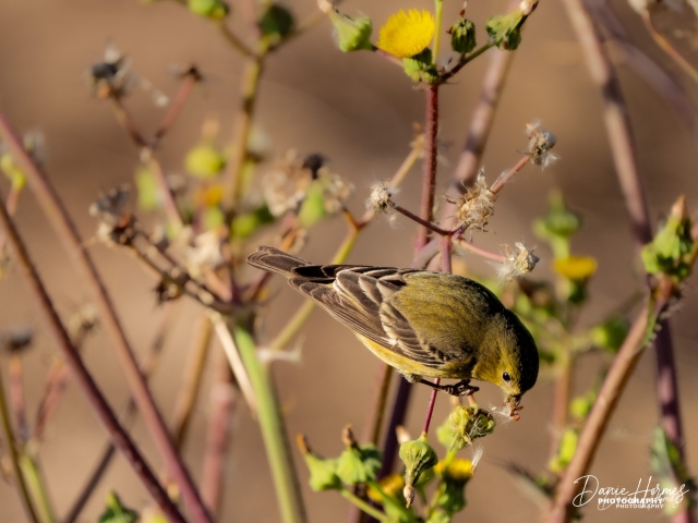 Lesser Goldfinch (Female)