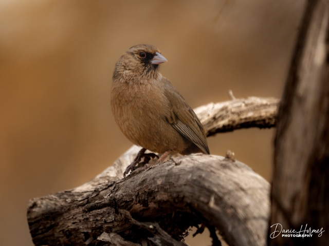 Abert&#039;s Towhee