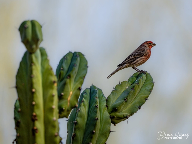 House Finch (Male)