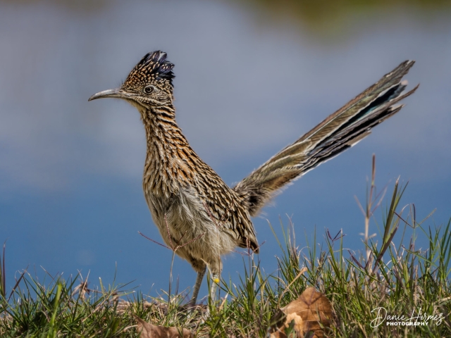 Greater Roadrunner