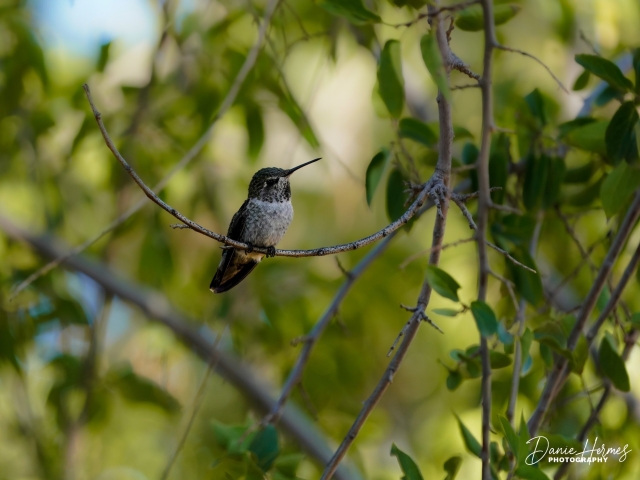 Anna&#039;s Hummingbird