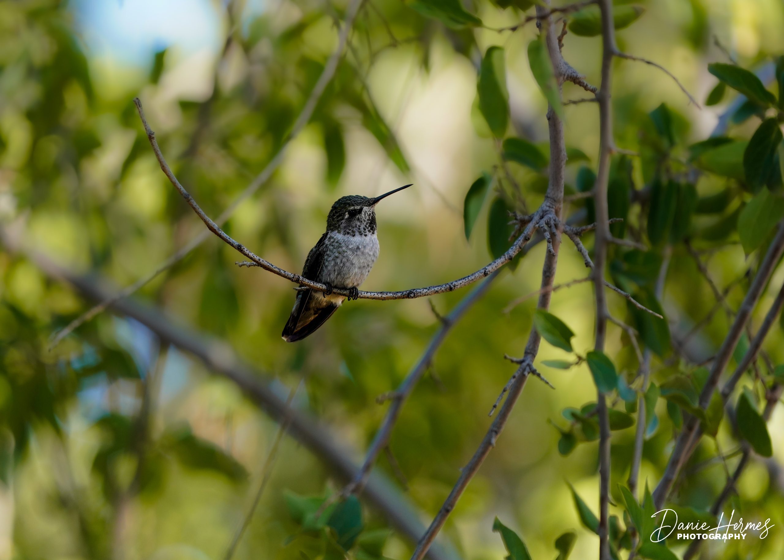 Anna's Hummingbird