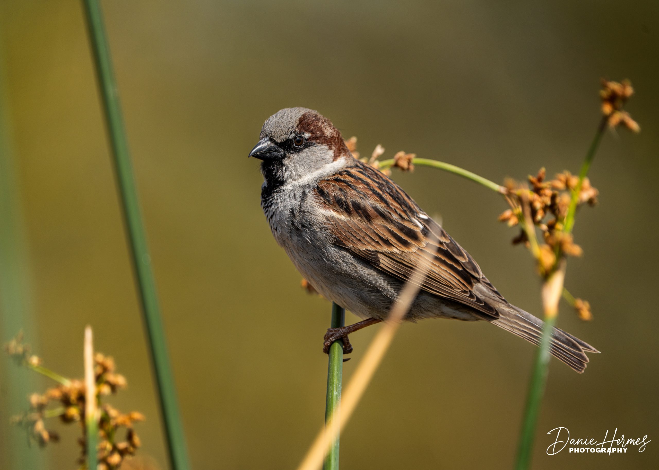 House Sparrow (Male)