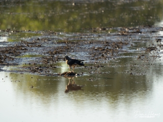 Northern Harrier Hawk