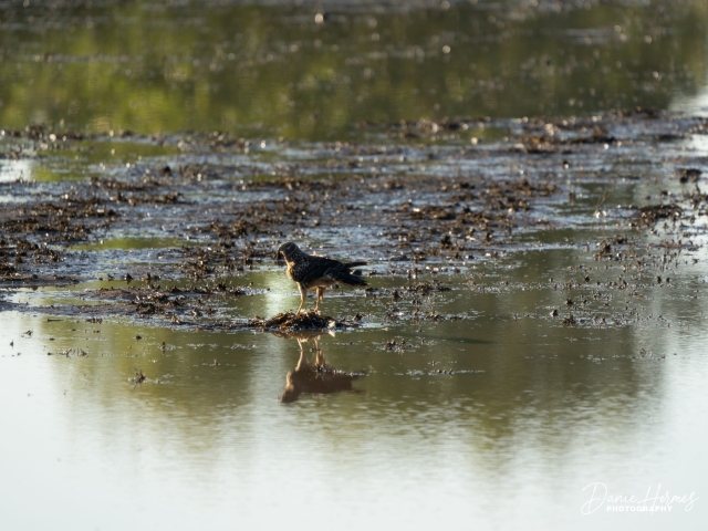 Northern Harrier Hawk