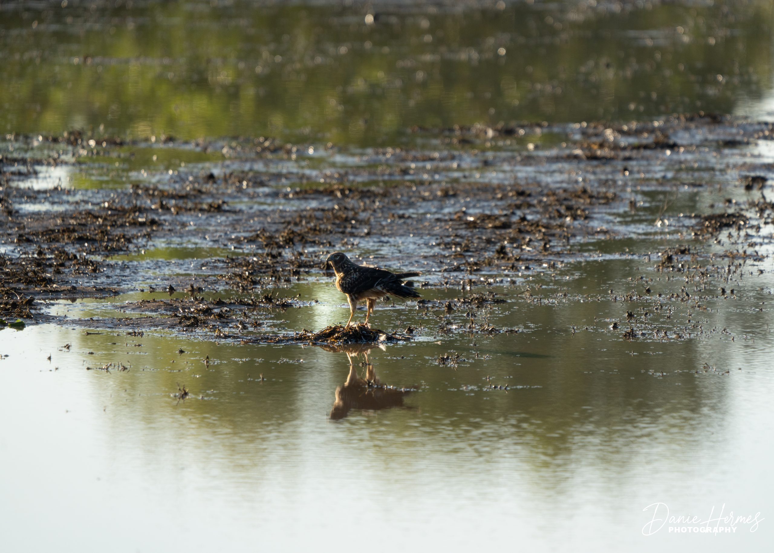 Northern Harrier Hawk