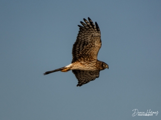 Northern Harrier Hawk