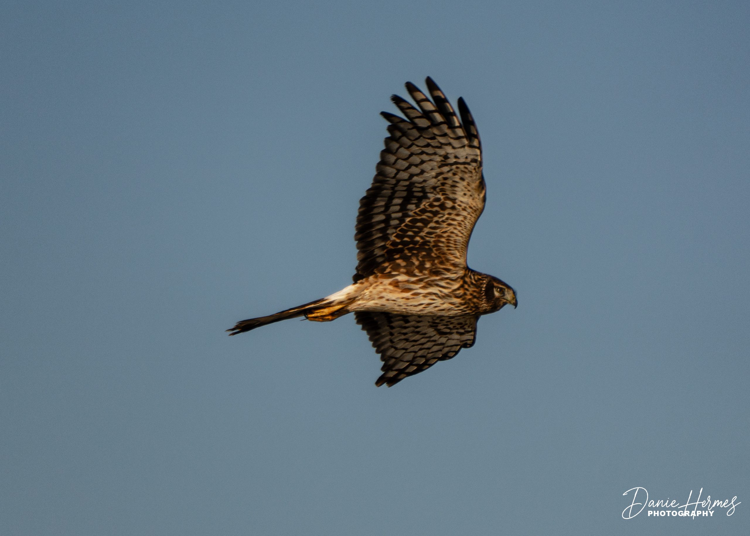 Northern Harrier Hawk
