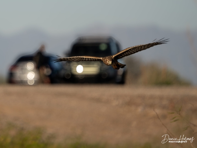 Northern Harrier Hawk