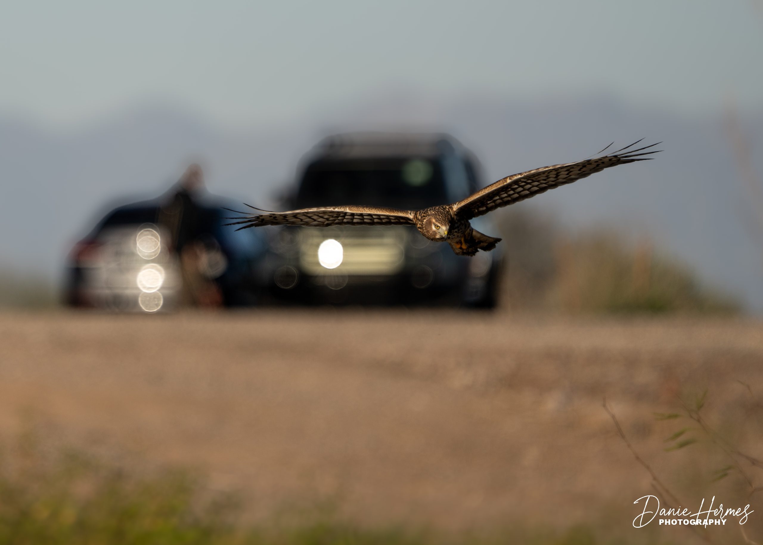 Northern Harrier Hawk