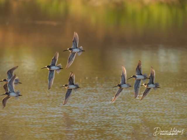 Long-billed Dowitcher