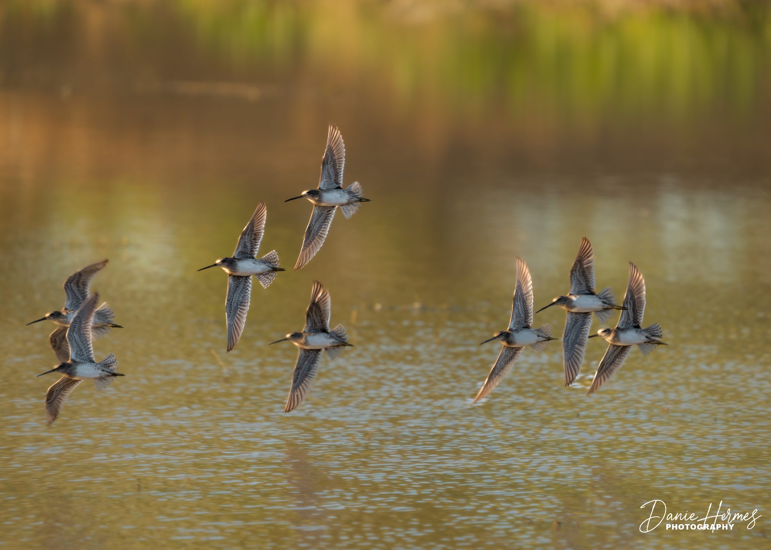 Long-billed Dowitcher