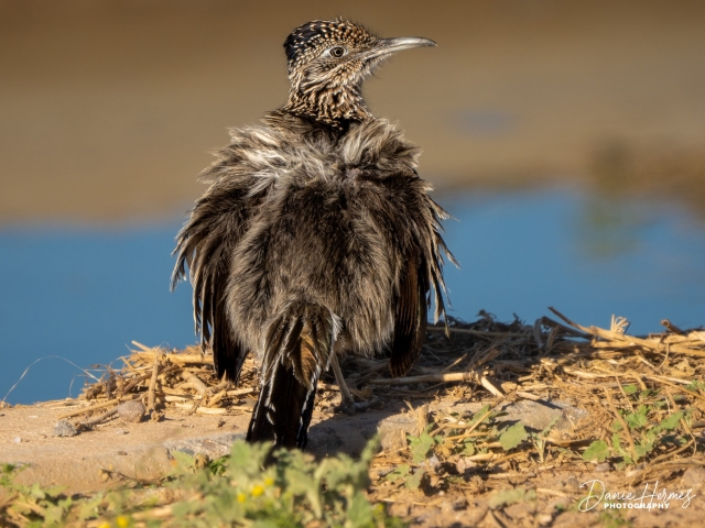 Greater Roadrunner