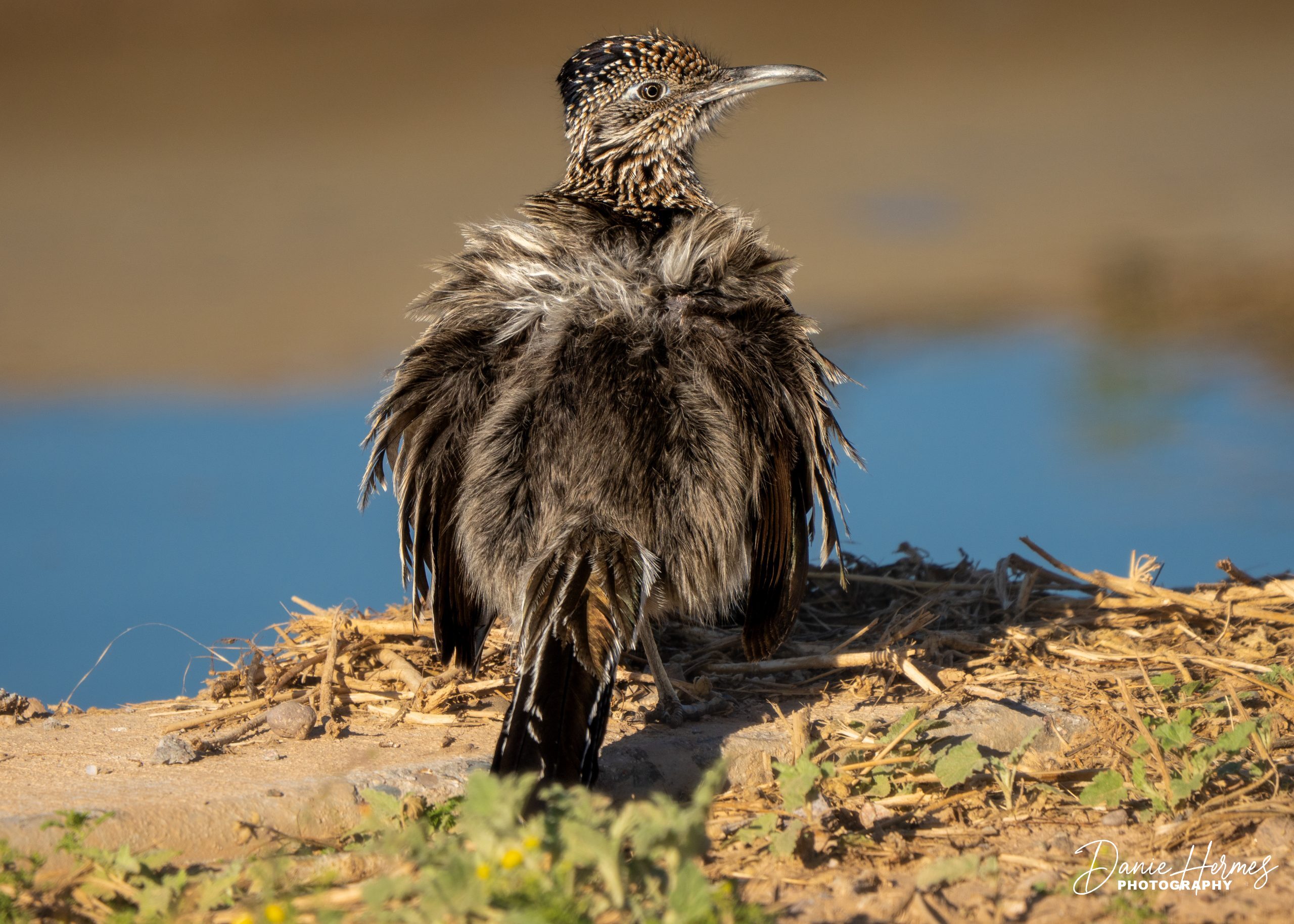 Greater Roadrunner