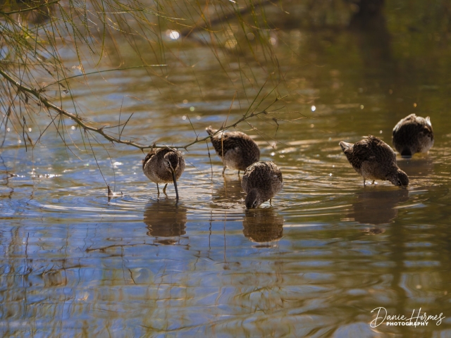 Long-billed Dowitcher