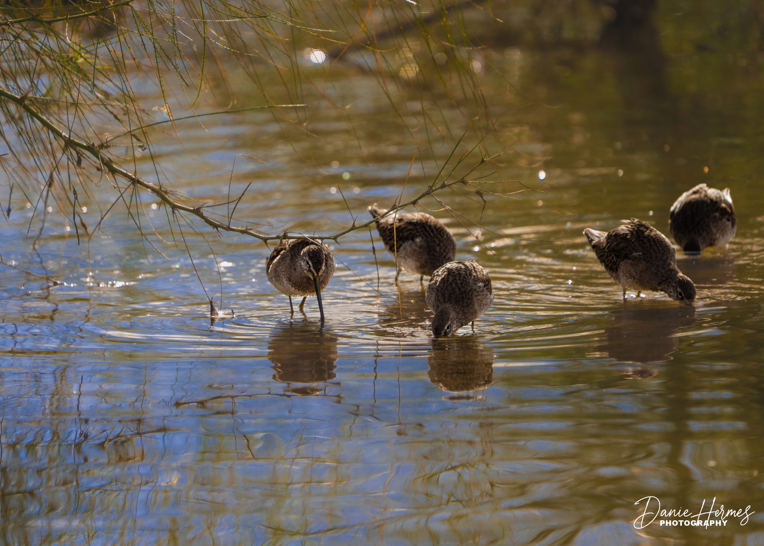 Long-billed Dowitcher