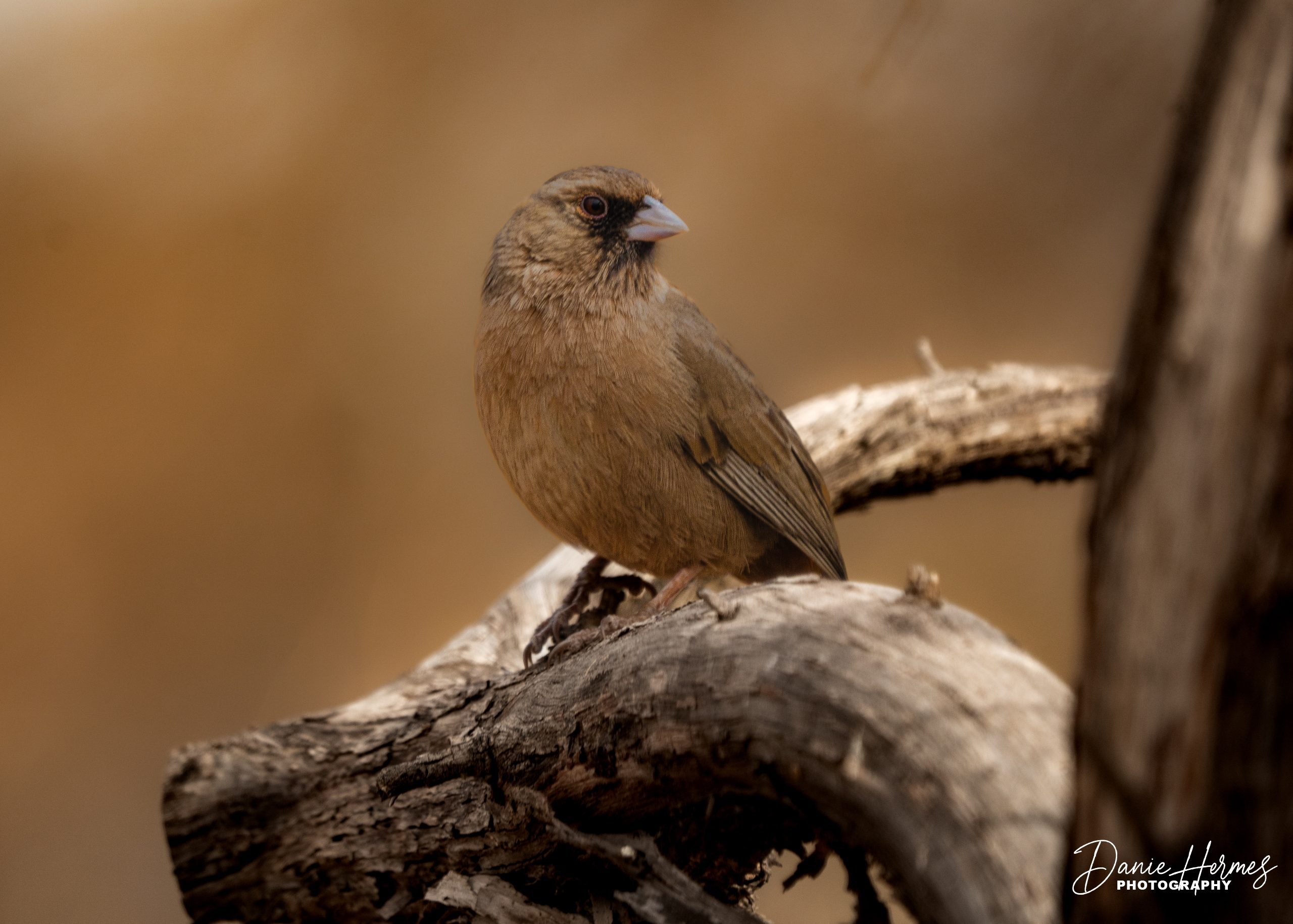 Abert's Towhee