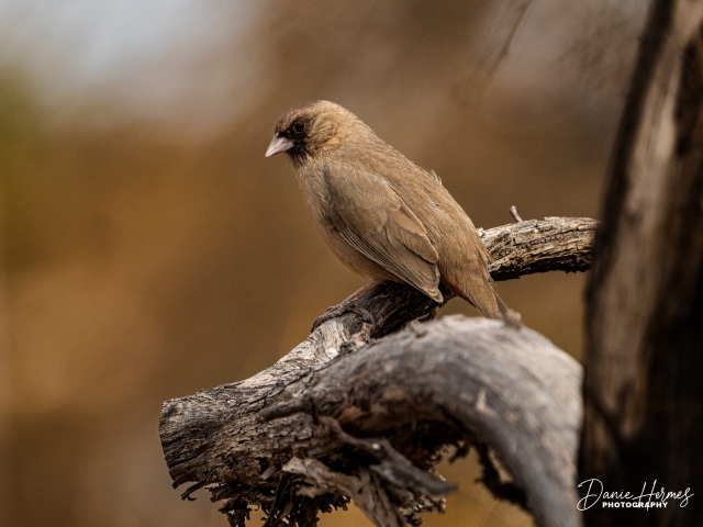 Abert&#039;s Towhee