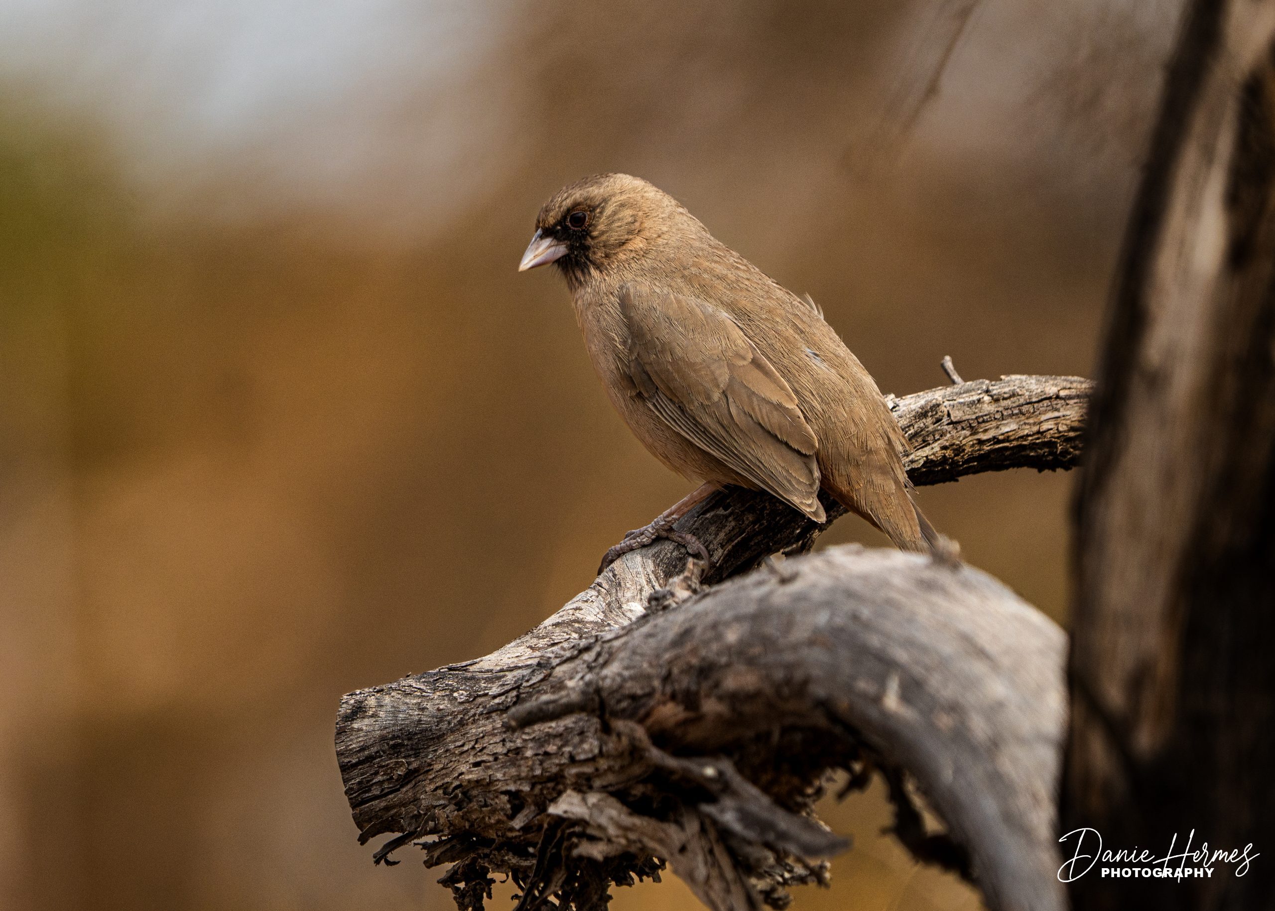 Abert's Towhee