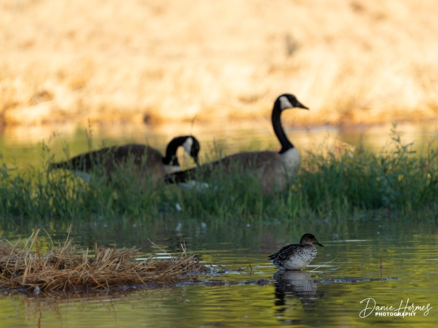 Canadian Geese