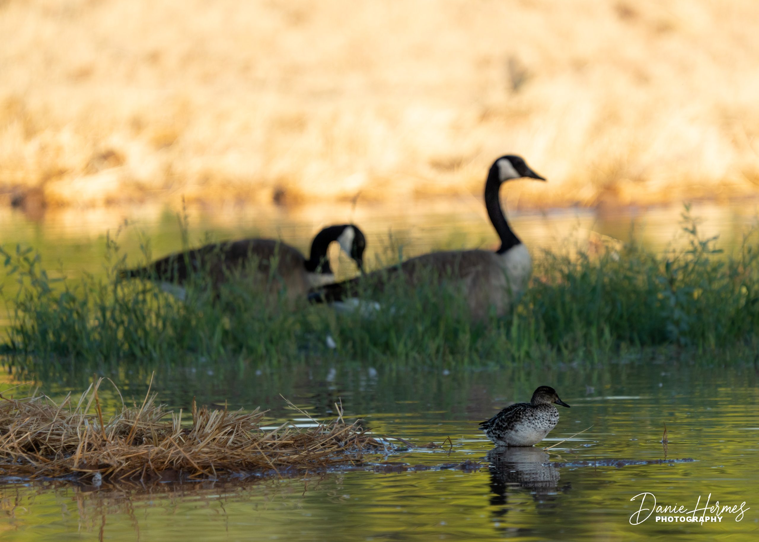 Canadian Geese