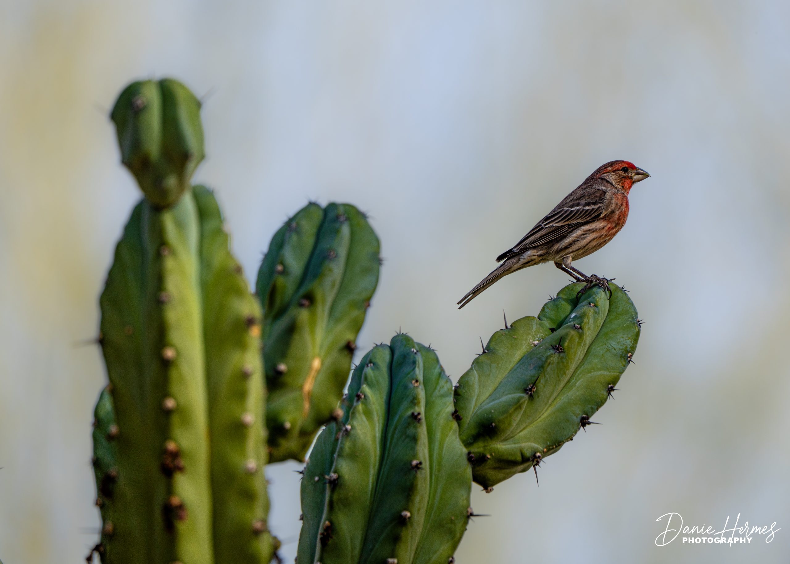House Finch (Male)