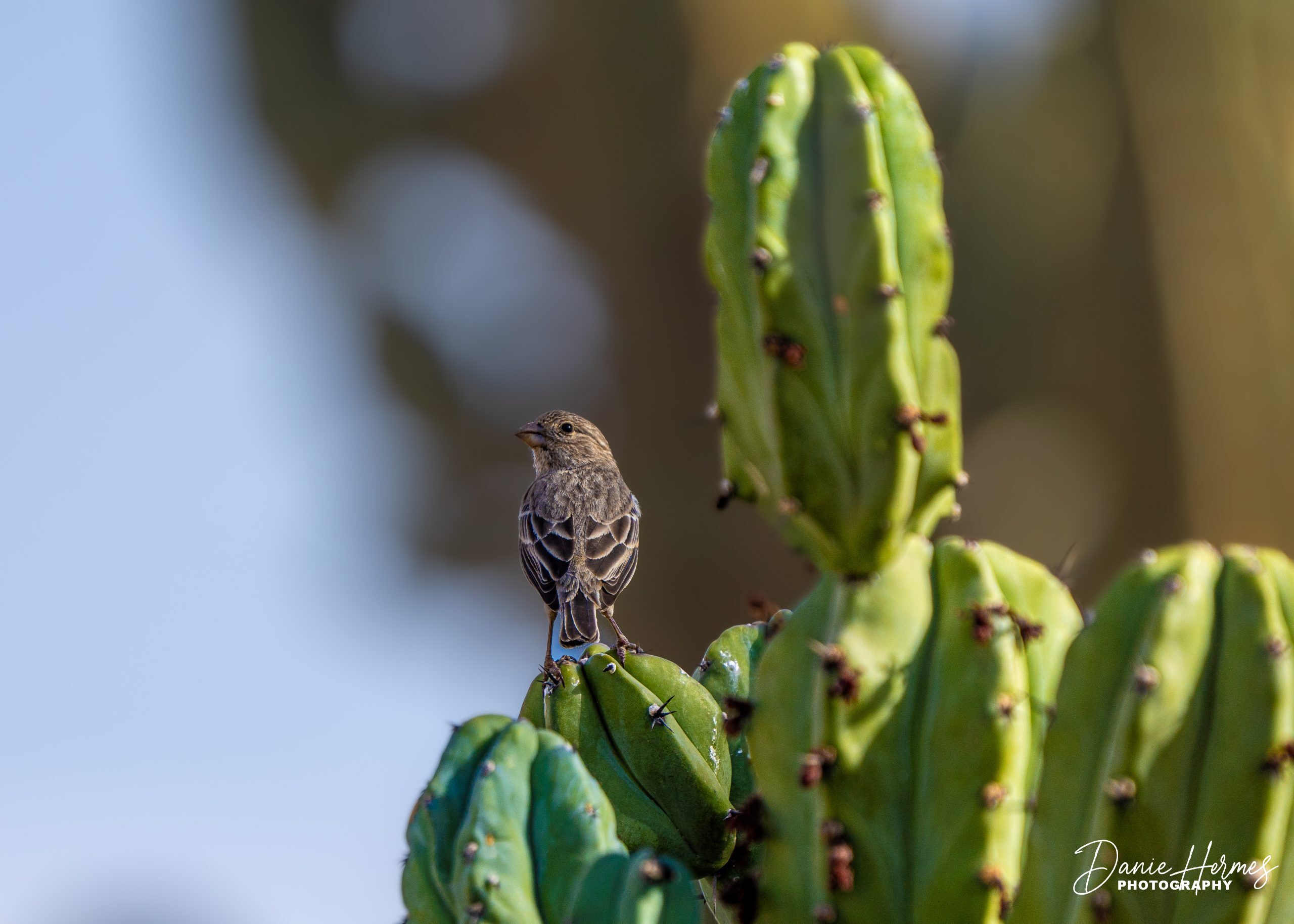 House Finch (Female)