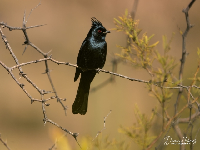 Phainopepla (Male)