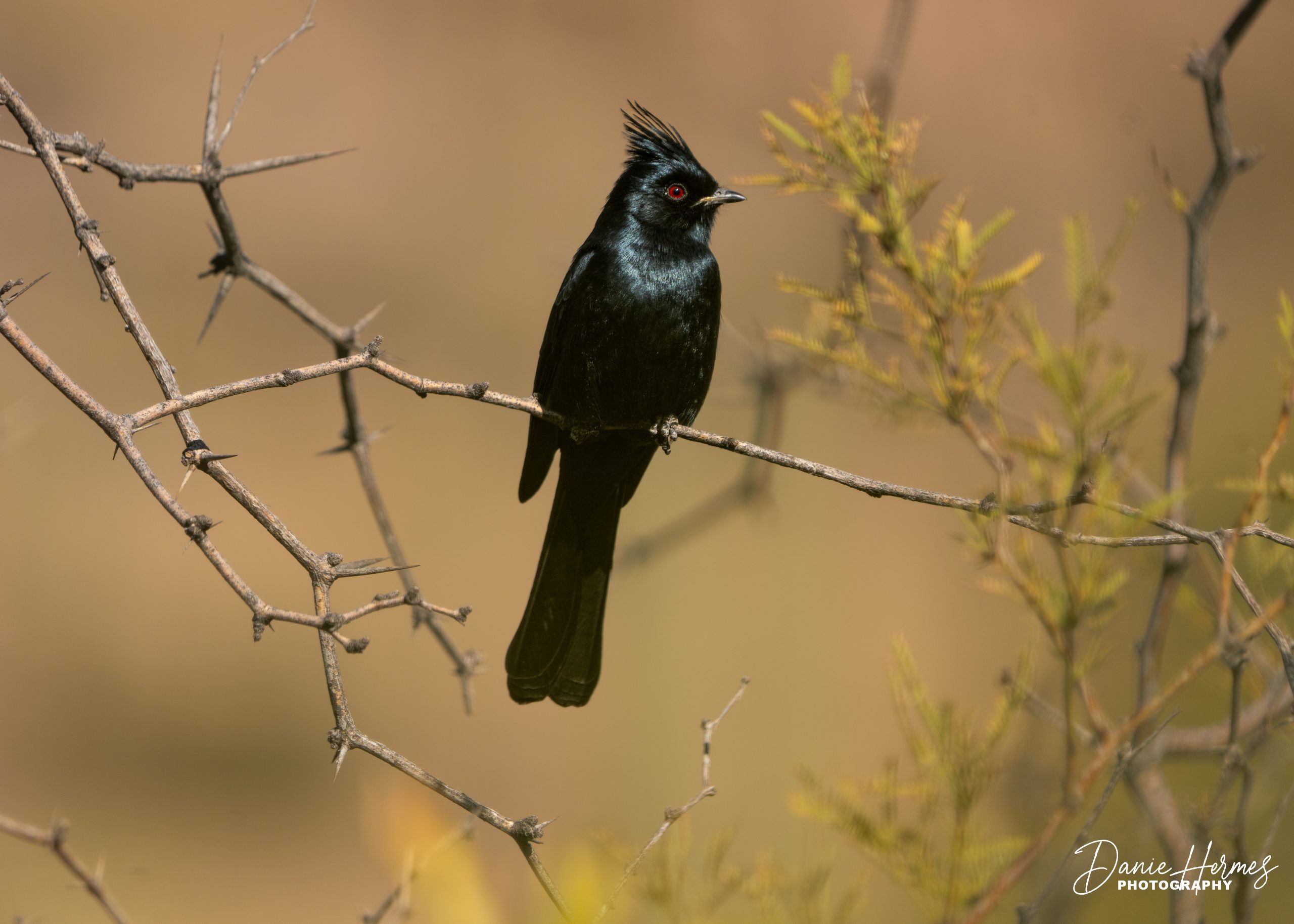 Phainopepla (Male)