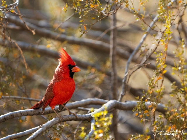 Northern Cardinal (Male)