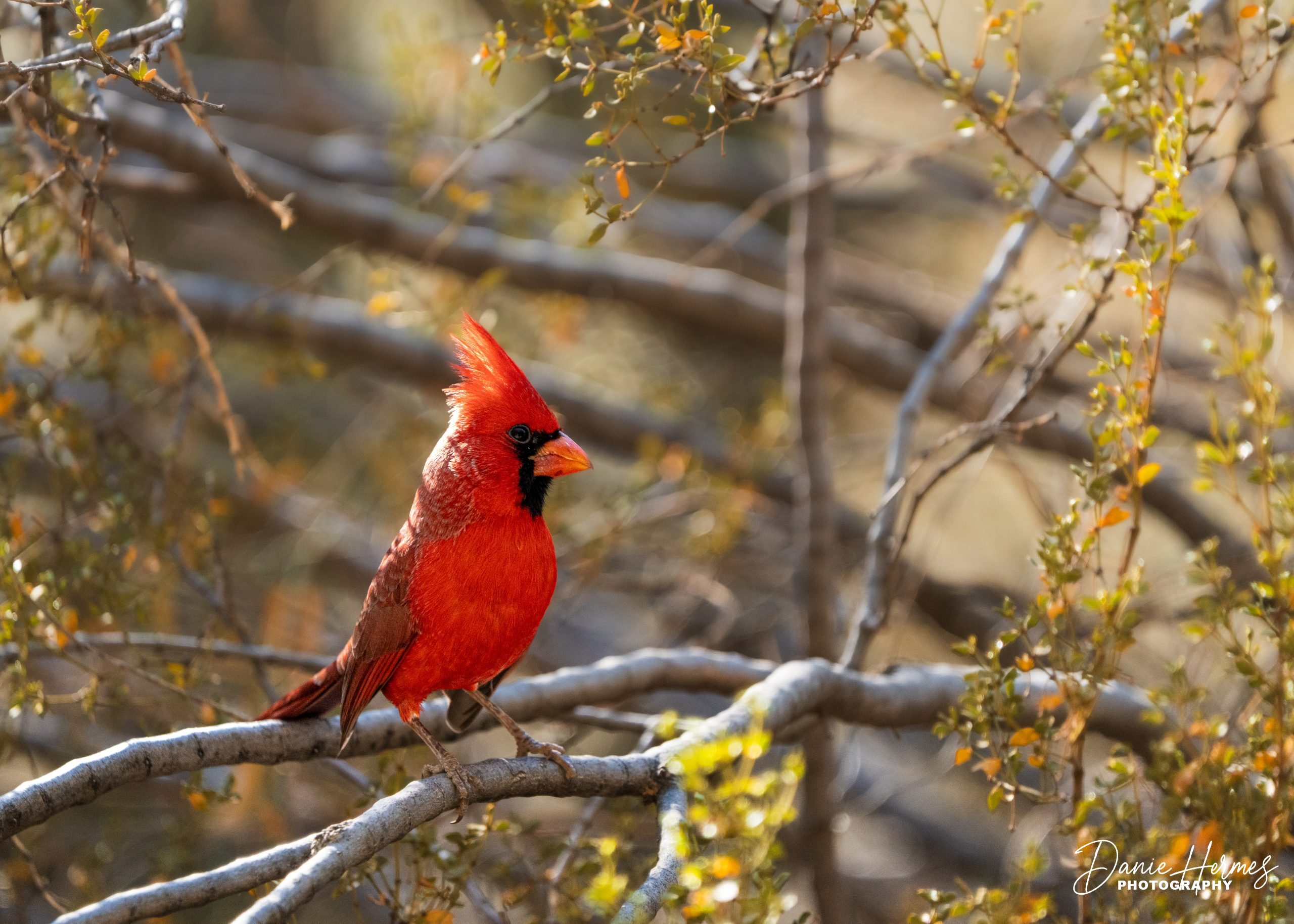 Northern Cardinal (Male)