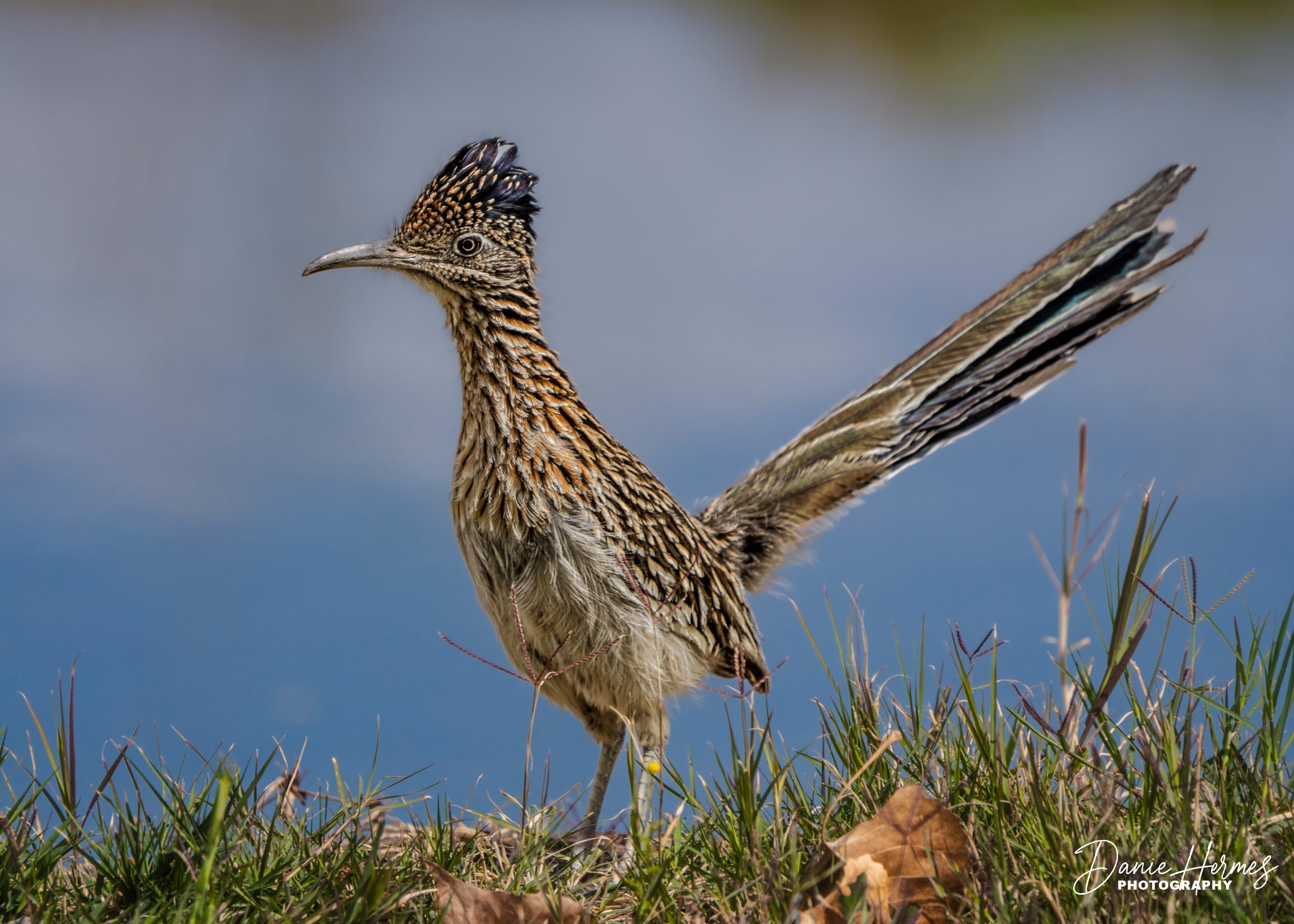 Greater Roadrunner
