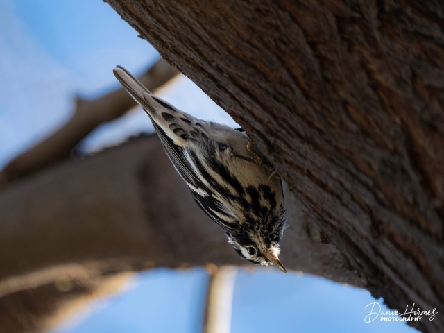 Black and White Warbler