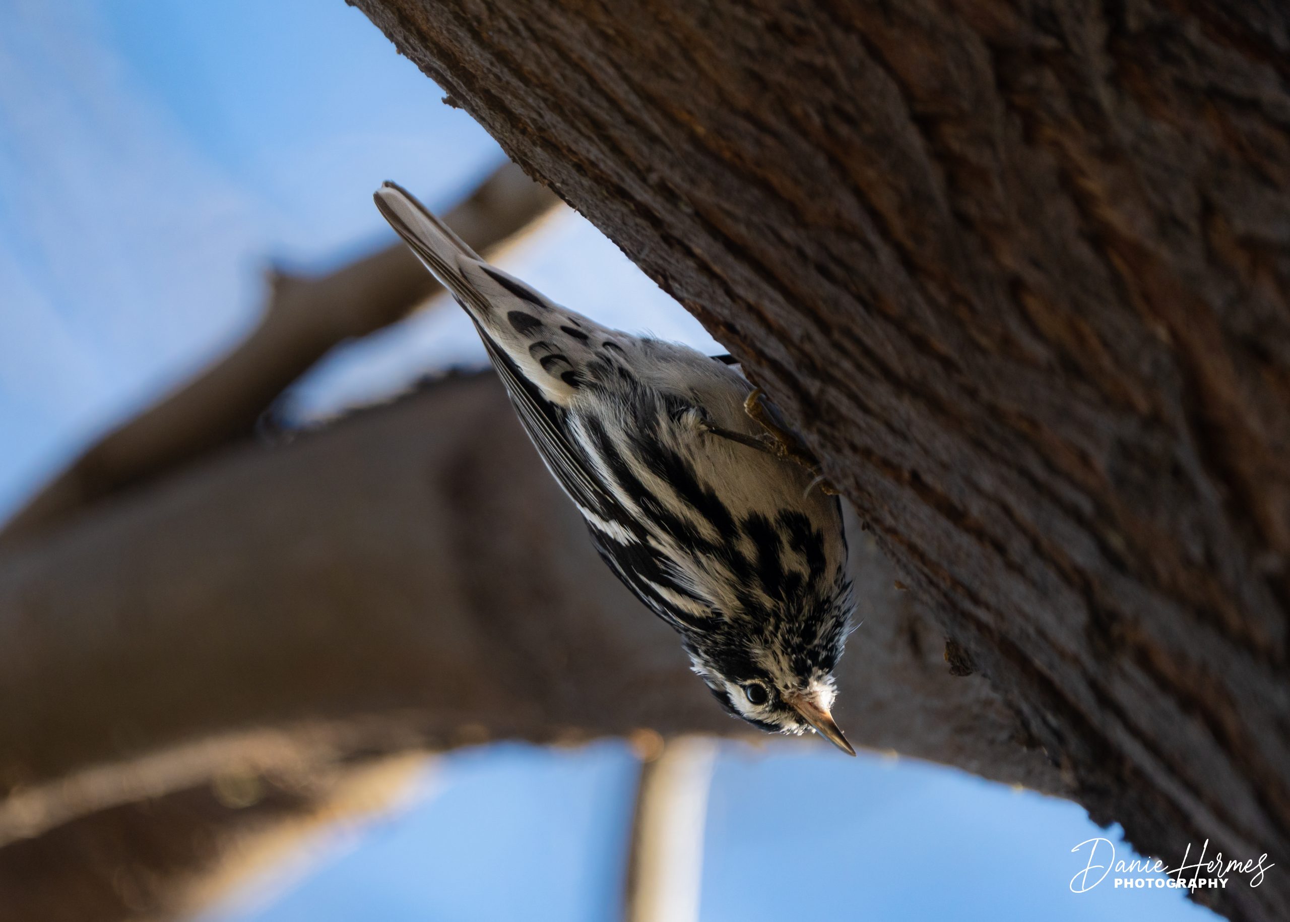 Black and White Warbler