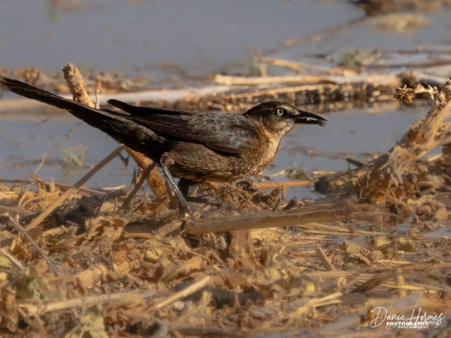 Great Tailed Grackle (Female)