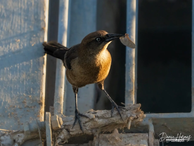 Great Tailed Grackle (Female)